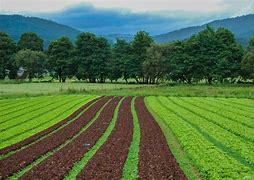 terreno agricolo in vendita a Rubano in zona Bosco