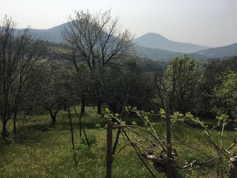 immagine annuncio 1 di 6
