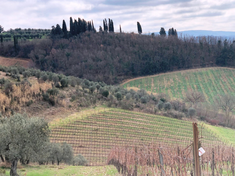 immagine annuncio 3 di 8