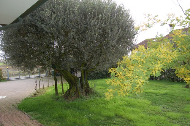 immagine annuncio 2 di 10