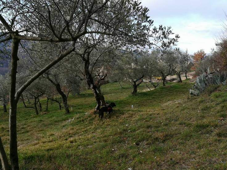immagine annuncio 2 di 10