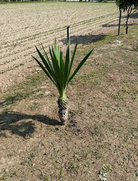 immagine annuncio 3 di 6