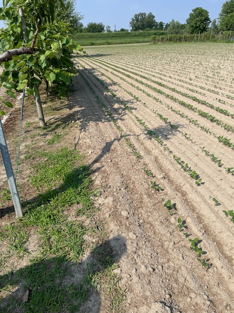 immagine annuncio 4 di 6