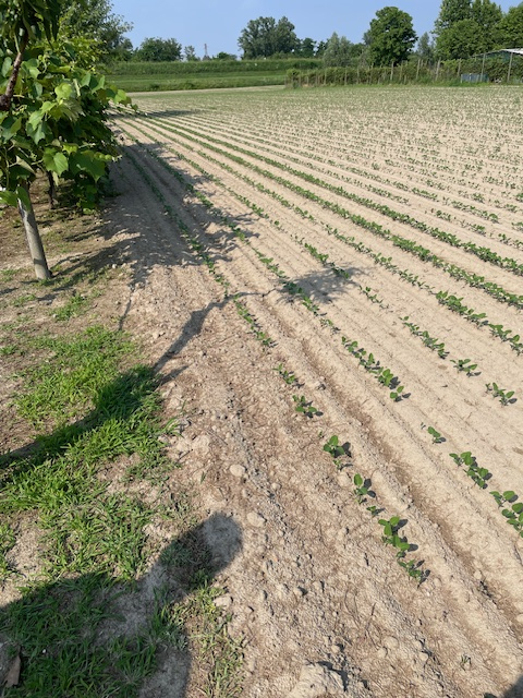 immagine annuncio 2 di 6