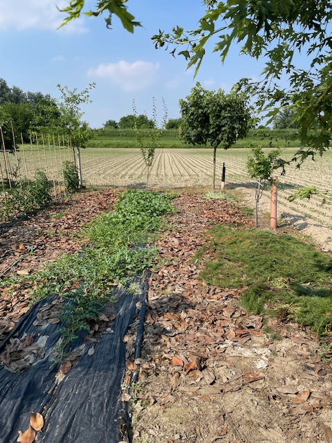 immagine annuncio 5 di 6