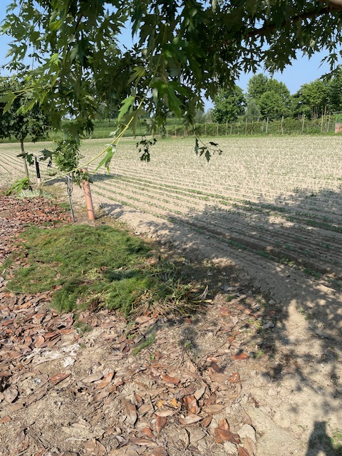 immagine annuncio 1 di 6