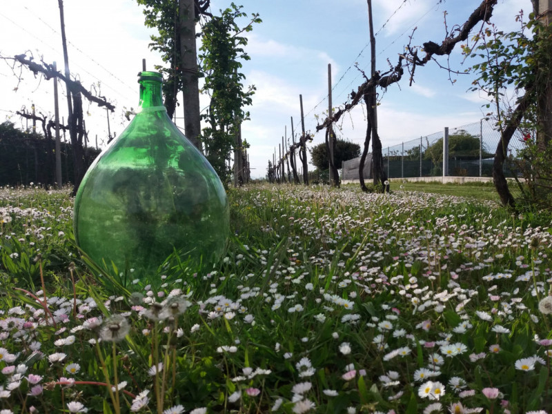 immagine annuncio 2 di 7