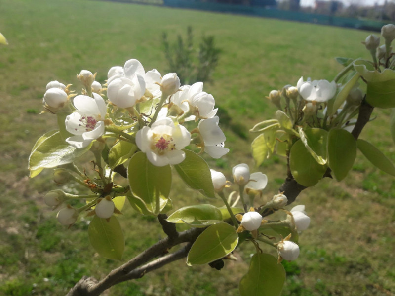 immagine annuncio 1 di 7