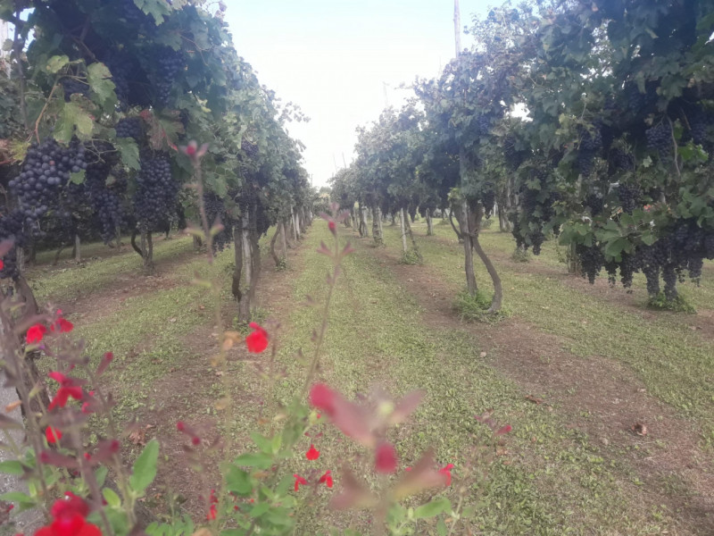 immagine annuncio 3 di 7