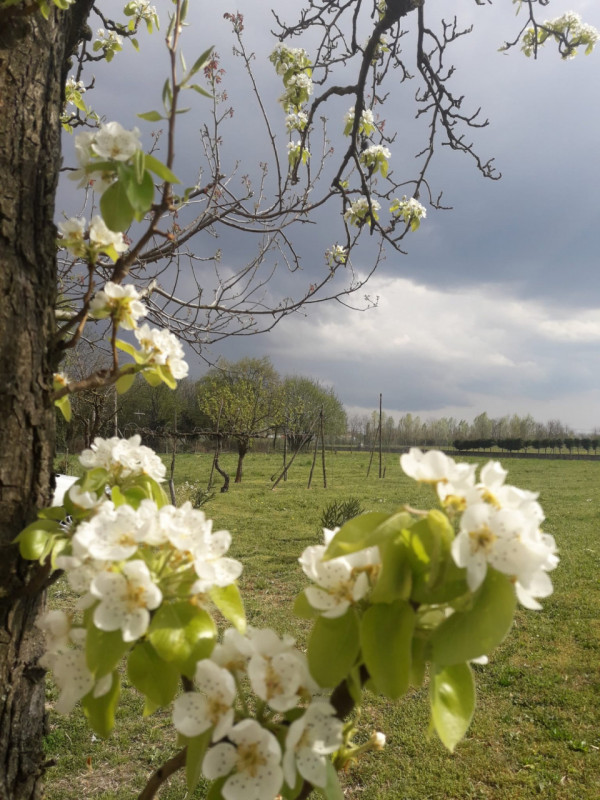 immagine annuncio 5 di 7