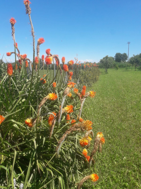 immagine annuncio 6 di 7