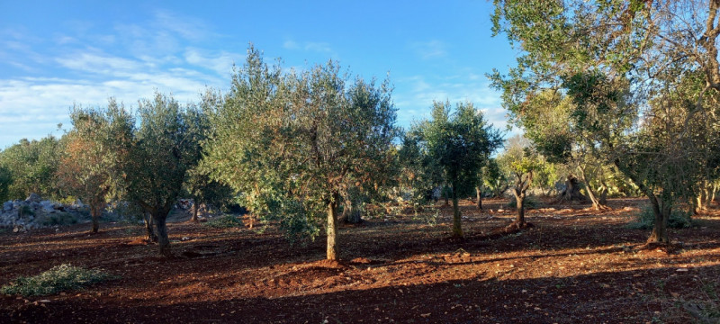 immagine annuncio 6 di 10