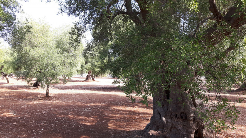 immagine annuncio 3 di 7