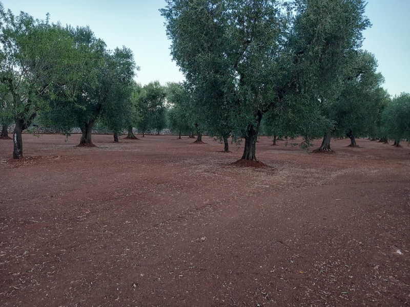 immagine annuncio 8 di 10