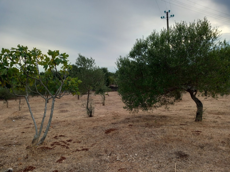 immagine annuncio 3 di 9