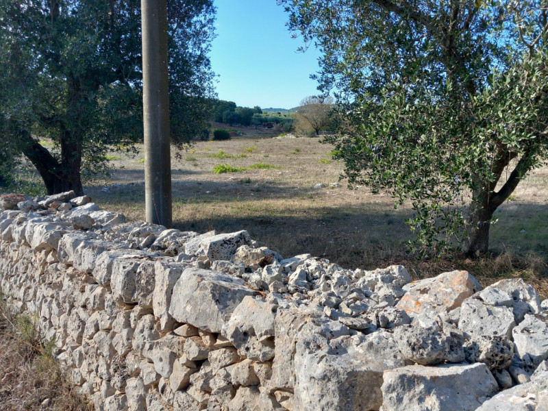 immagine annuncio 3 di 6