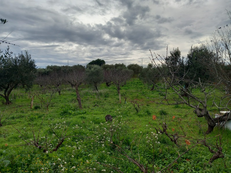 immagine annuncio 7 di 10