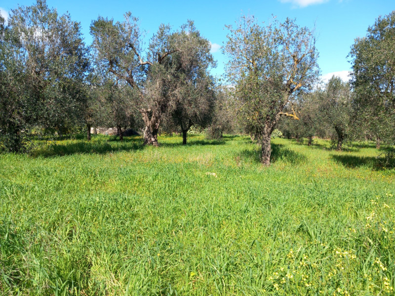 immagine annuncio 6 di 10