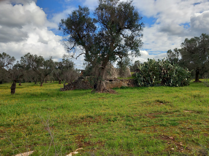 immagine annuncio 6 di 10