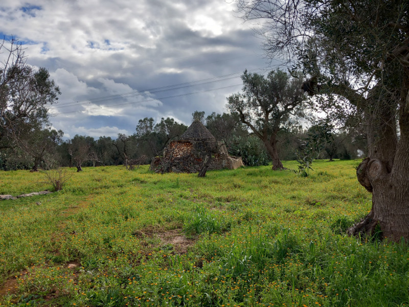 immagine annuncio 7 di 10