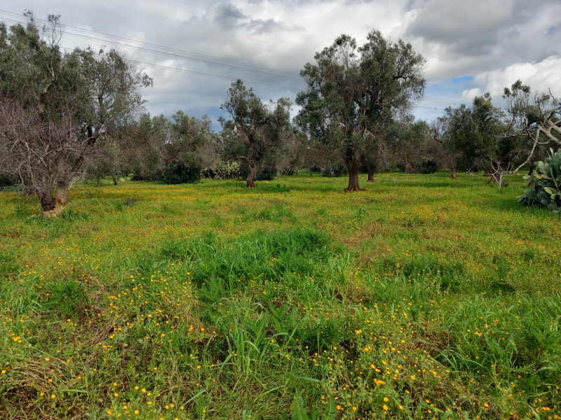 immagine annuncio 8 di 10