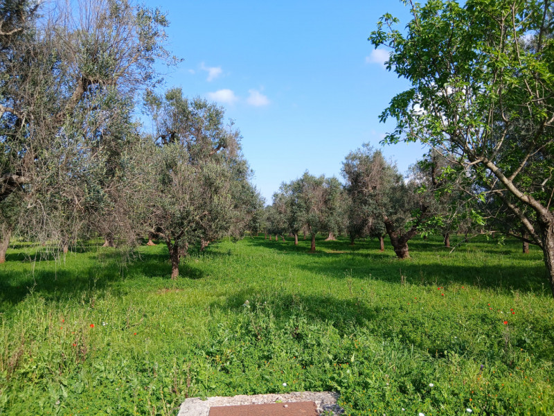 immagine annuncio 2 di 10