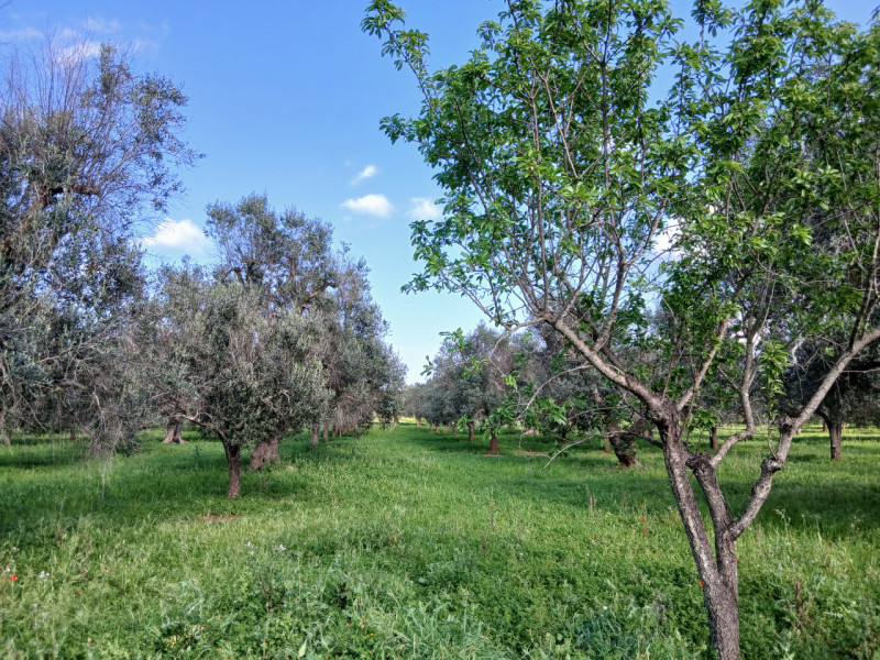 immagine annuncio 8 di 10