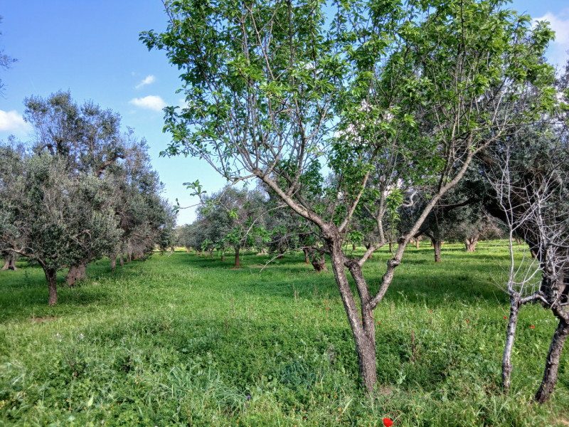 immagine annuncio 9 di 10