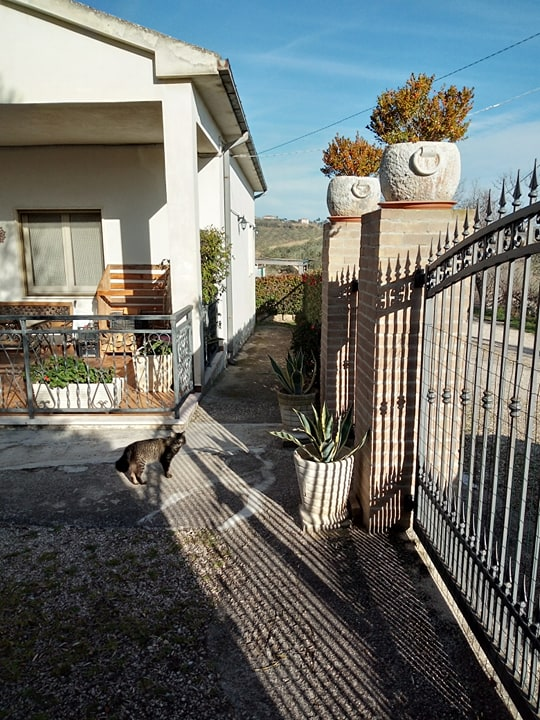 immagine annuncio 6 di 10
