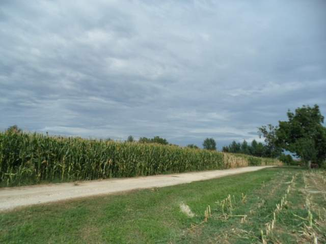 immagine annuncio 3 di 6