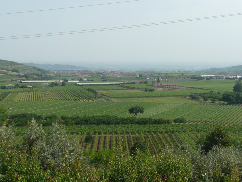 immagine annuncio 3 di 8