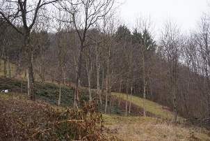 immagine annuncio 4 di 8