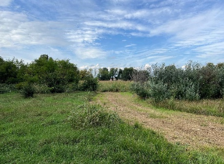 immagine annuncio 3 di 8