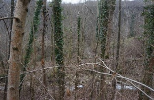 immagine annuncio 4 di 8