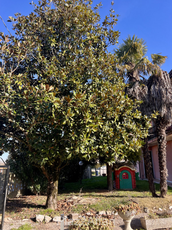 immagine annuncio 4 di 10