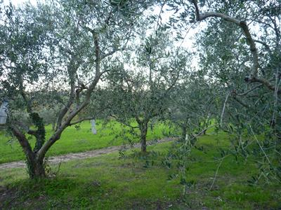 immagine annuncio 6 di 9