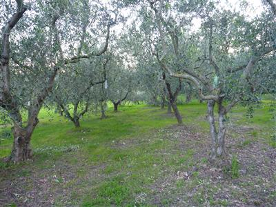 immagine annuncio 7 di 9