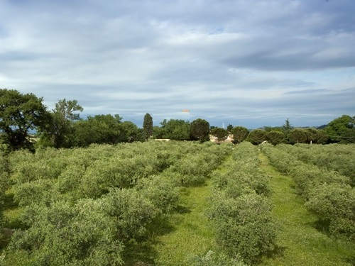 immagine annuncio 4 di 7