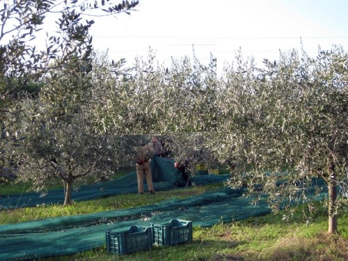 immagine annuncio 2 di 7