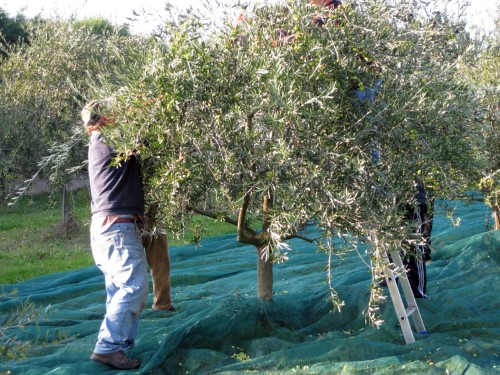 immagine annuncio 6 di 7