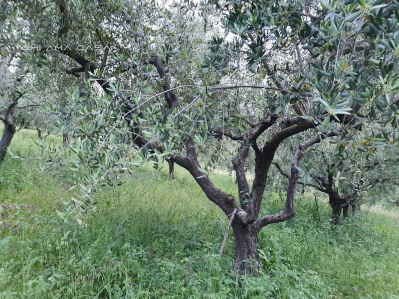 immagine annuncio 0 di 10