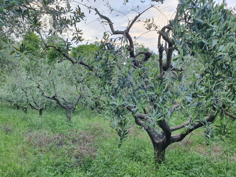immagine annuncio 5 di 10