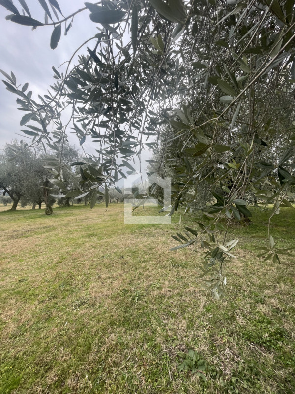 immagine annuncio 3 di 7