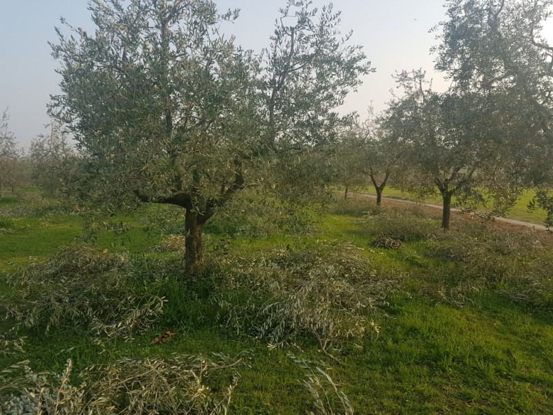 immagine annuncio 7 di 8