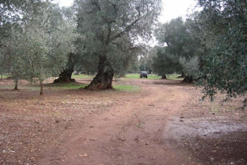 immagine annuncio 1 di 10