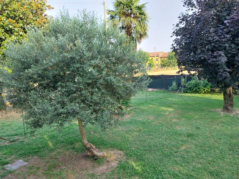 immagine annuncio 5 di 10