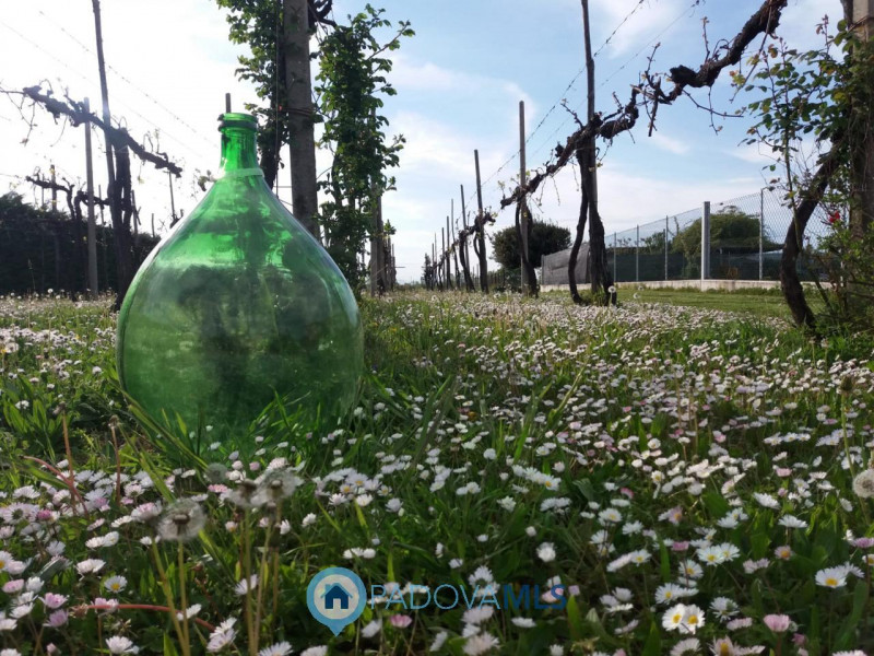 immagine annuncio 2 di 8