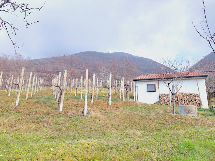 immagine annuncio 4 di 9