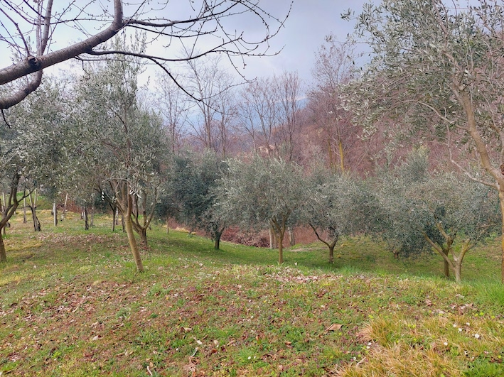immagine annuncio 7 di 9