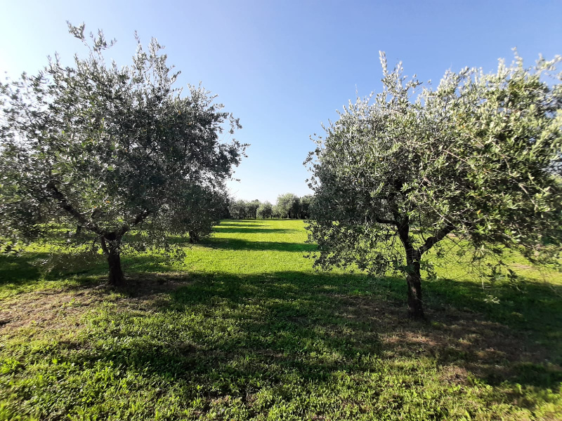 immagine annuncio 5 di 10